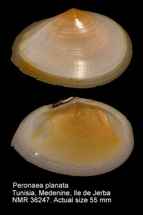 Peronaea planata.jpg - Peronaea planata(Linnaeus,1758)